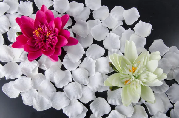 Composizione con ninfee e petali bianchi — Foto Stock
