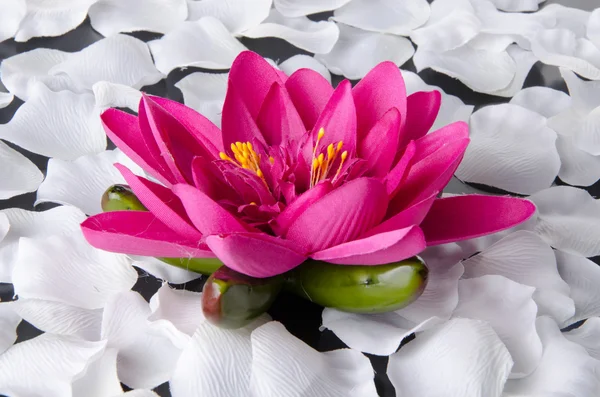 Pink water lily with white petals — Stock Photo, Image
