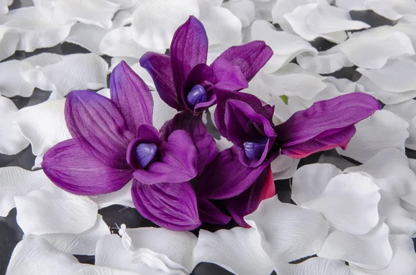 Violet orchid with white petals — Stock Photo, Image
