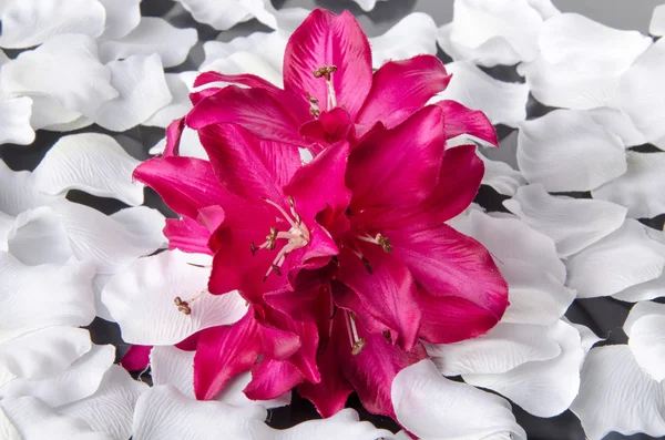 Purple orchid surrounded by white petals — Stock Photo, Image