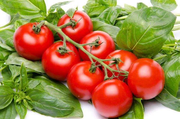 Cluster tomatoes on basil — Stock Photo, Image