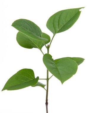 yaşam ve büyüme kavramı ile yeşil küçük bitki