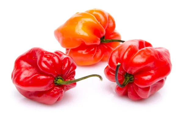 Πιπέρια habanero κόκκινο — Φωτογραφία Αρχείου