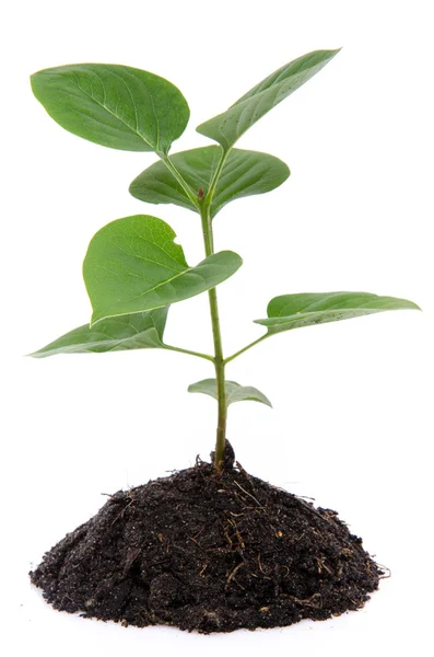 Concepto de vida y crecimiento con una pequeña planta verde — Foto de Stock