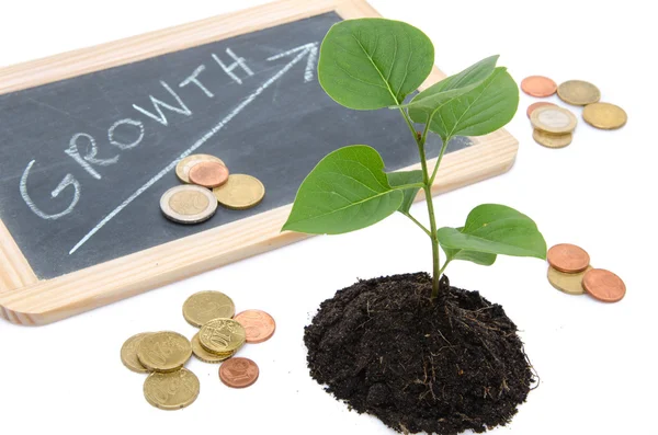 Growth concept with a green small plant — Stock Photo, Image