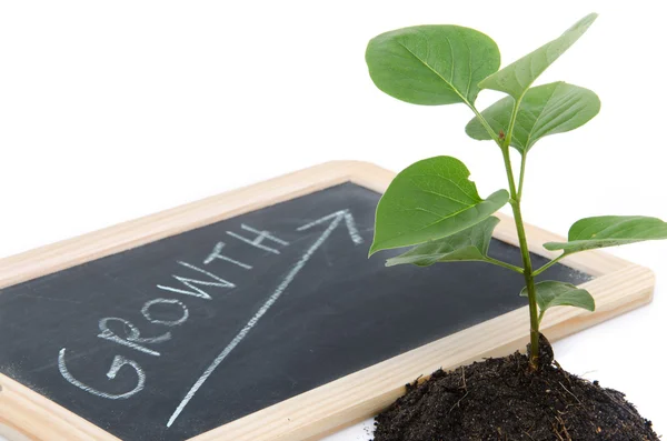 Růst koncept s zeleným malá rostlina — Stock fotografie