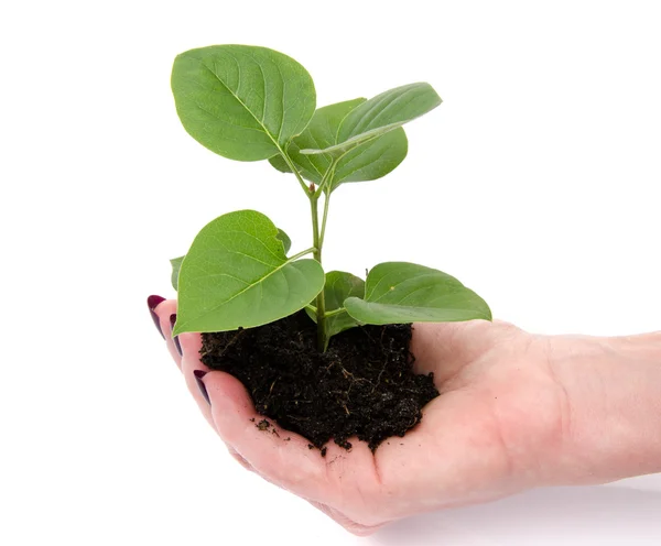 Concepto de vida y crecimiento con una mano humana sosteniendo un pequeño verde — Foto de Stock