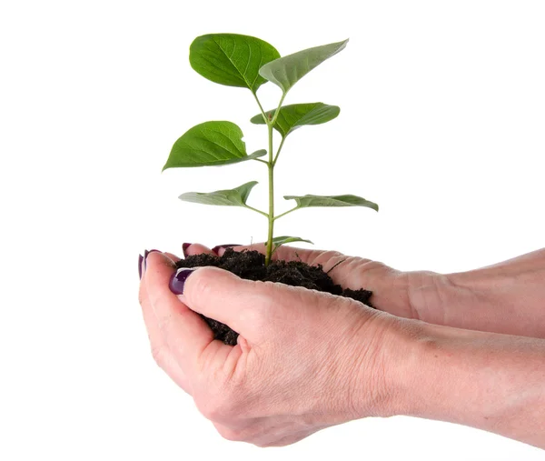 Concepto de vida y crecimiento con manos humanas sosteniendo una pequeña p verde —  Fotos de Stock