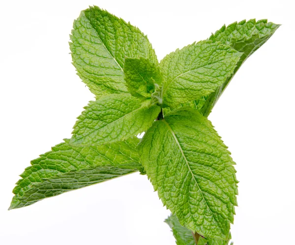 Fresh mint close up — Stock Photo, Image