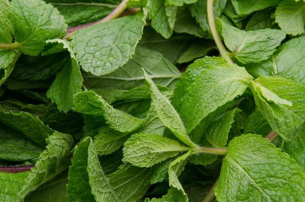 Fresh mint — Stock Photo, Image