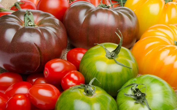 Diferentes variedades de tomates — Foto de Stock