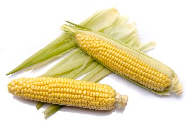 Koçanda taze mısır