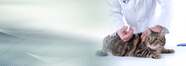 Medicul Veterinar Care Administrează Injecție Unei Pisici Banner Panoramic — Fotografie, imagine de stoc