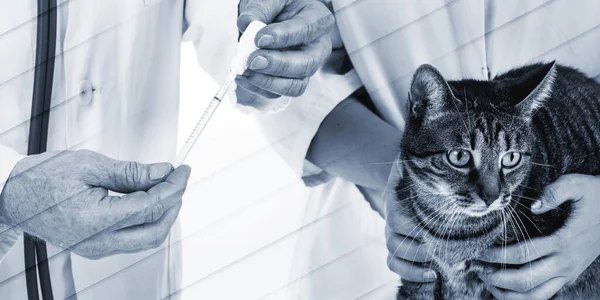 Veterinario Preparando Medicamento Para Gato Patrón Geométrico — Foto de Stock