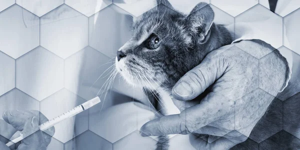 Veterinarian Giving Medication Cat Geometric Pattern — Stockfoto