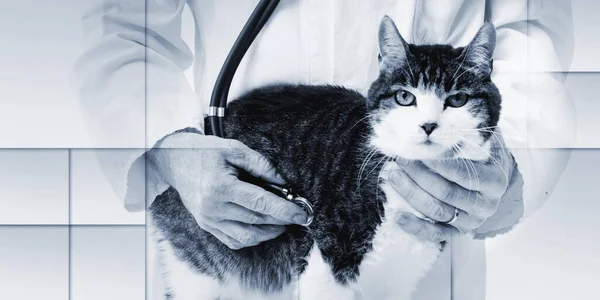 Veterinarian Examining Cat Isolated White Geometric Pattern — Foto de Stock