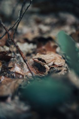 Islak ormanda kahverengi bir kurbağa.