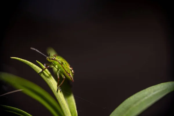 Macro Ninfa Insetto Vegetale Verde — Foto Stock