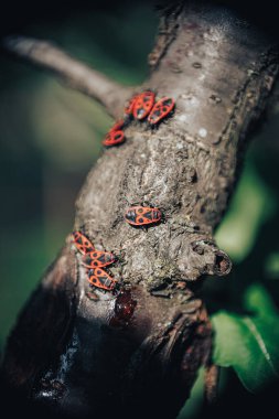Ağaç kabuğu makro fotoğrafında Pyrrhocoris apterus kırmızı böcek