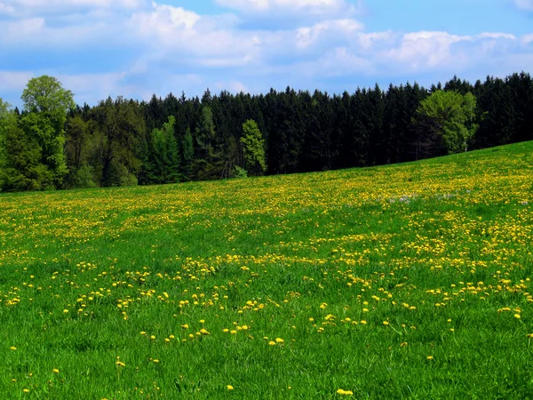 Pradera de primavera — Foto de Stock