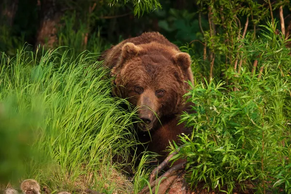 Kamchatka Bear Comes Out Forest Lake — Stock Photo, Image