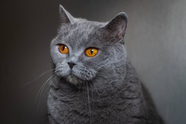 Parlak turuncu gözlü bir kedinin portresi, İngiliz kısaltması, mavi renk..