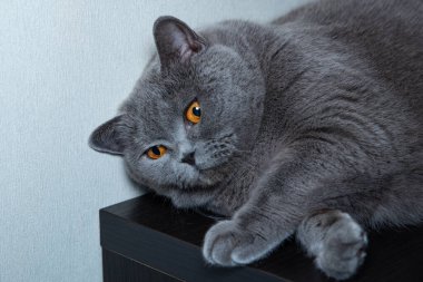 Parlak turuncu gözlü bir kedinin portresi, İngiliz kısaltması, mavi renk..