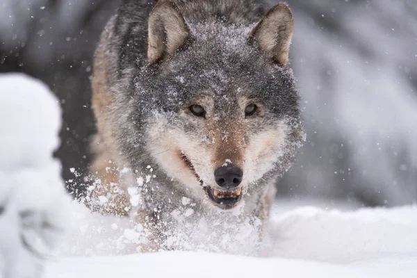 Kurt, kış ormanlarında koşar. Pençelerinin altındaki kar kenarlara doğru uçar..