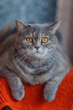 Güzel sarı gözlü kedi.