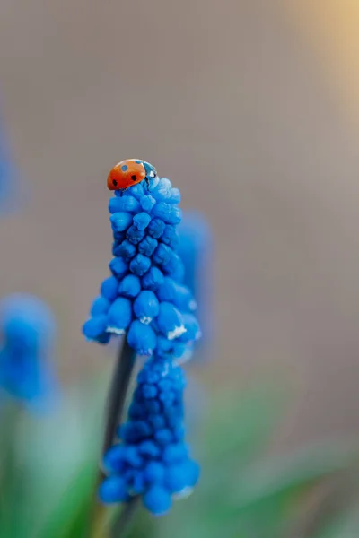 Pequeno inseto senhora ou inseto pássaro senhora na flor de muscari de cor azul no bokeh desfocado pano de fundo. — Fotografia de Stock