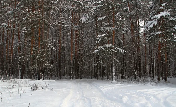 Winter dennenbos onder de sneeuw — Stockfoto