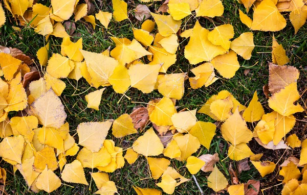 Bunte Herbstblätter Auf Grünem Grasboden Natürlicher Hintergrund — Stockfoto