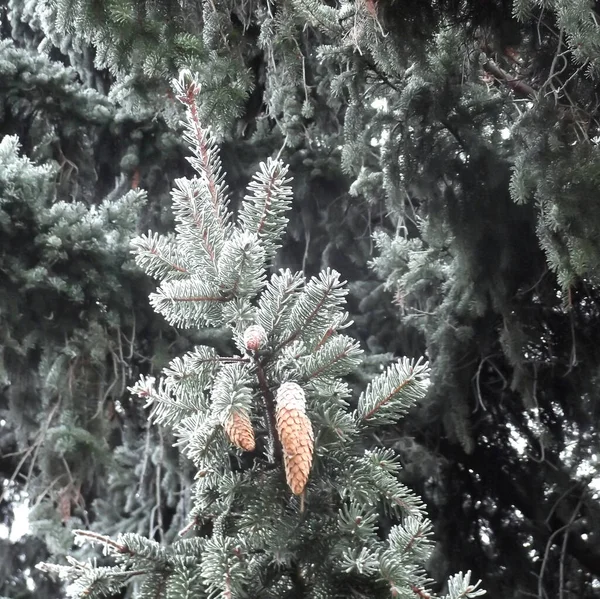 Sprig Christmas Tree Pine Cone Snow — Stock Photo, Image