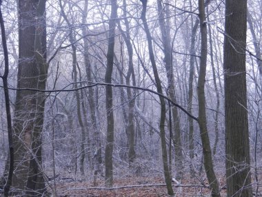 Issız bir sonbahar ormanında eski bir kule.
