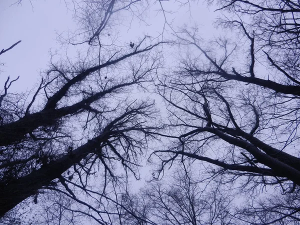 Bewolkt Zien Avonds Kronen Van Grote Bomen — Stockfoto