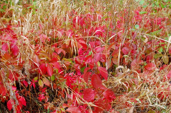 Heldere Kleuren Van Herfstbladeren — Stockfoto