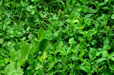 çiğ bahar çimenlerin üzerinde