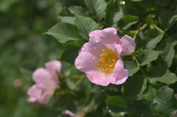 Ροδαλό Λουλούδι Πράσινο Φόντο — Φωτογραφία Αρχείου