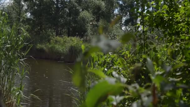 Видео Снято Берегу Реки Видим Течет Река Слышим Звук Течения — стоковое видео