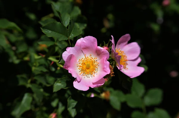 Flor Rosa Mosqueta Abre Sobre Fondo Vegetación — Foto de Stock