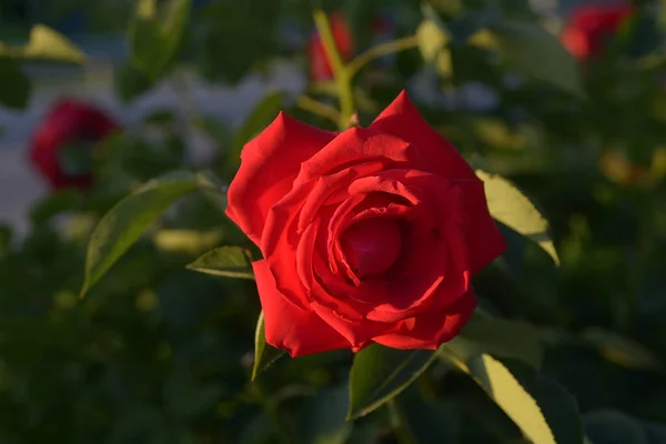Яскраво Червона Троянда Заході Сонця — стокове фото