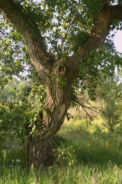 Dziwne Drzewo Które Wygląda Jak Orangutan — Zdjęcie stockowe