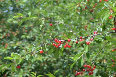 Olgun meyveli kiraz dalları