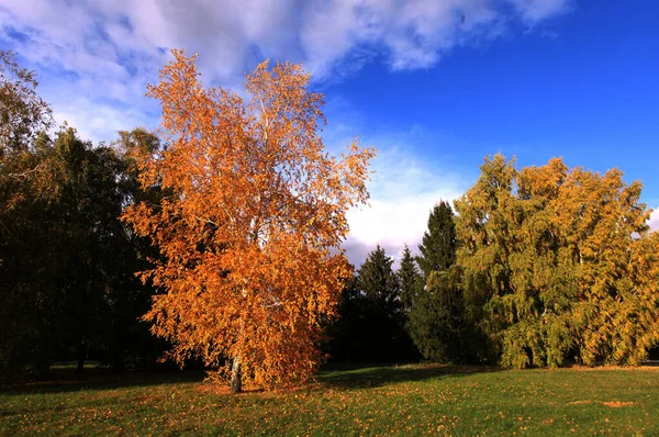 Samotna Brzoza Jesienią Tle Trawy Zielonej Parku — Zdjęcie stockowe