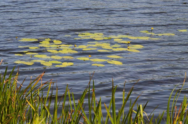 Yellow Lilies Quiet River — Foto Stock