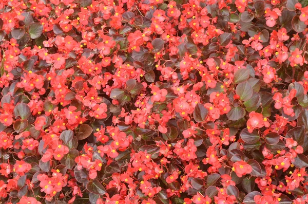 Маленькие Красные Цветы Покрыли Землю — стоковое фото