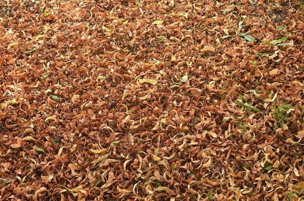 Autumn Yellow Leaves Covered Ground — Fotografia de Stock