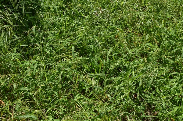 Bright, green grass covered with an earthen carpet