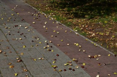 Sonbahar, ağaçtan kestaneler düşer.