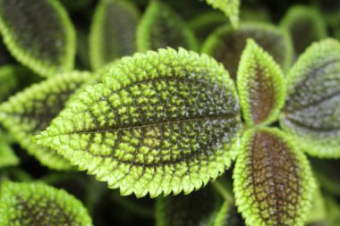 St. Gallen, İsviçre 'deki 